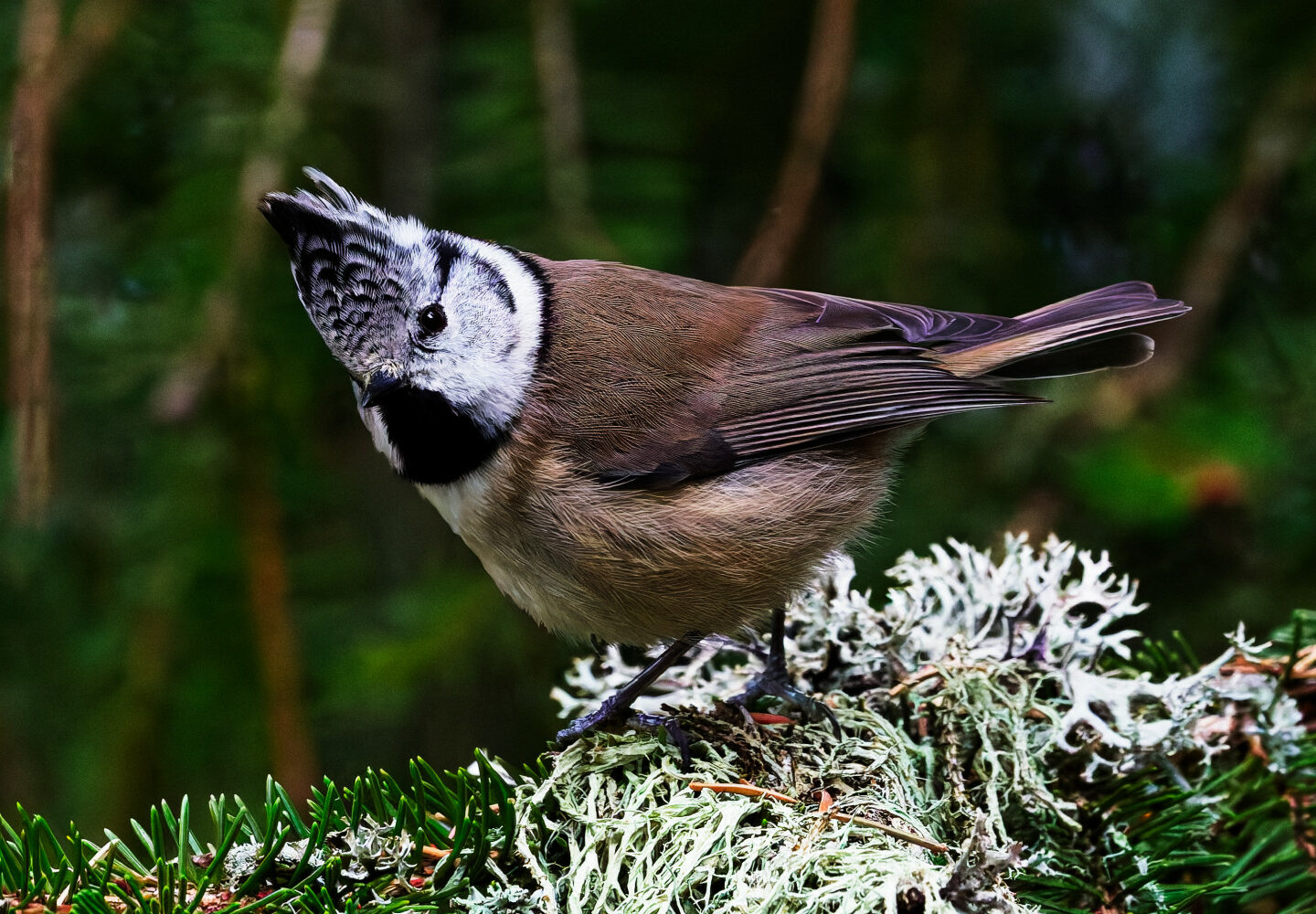 Mésange Huppée