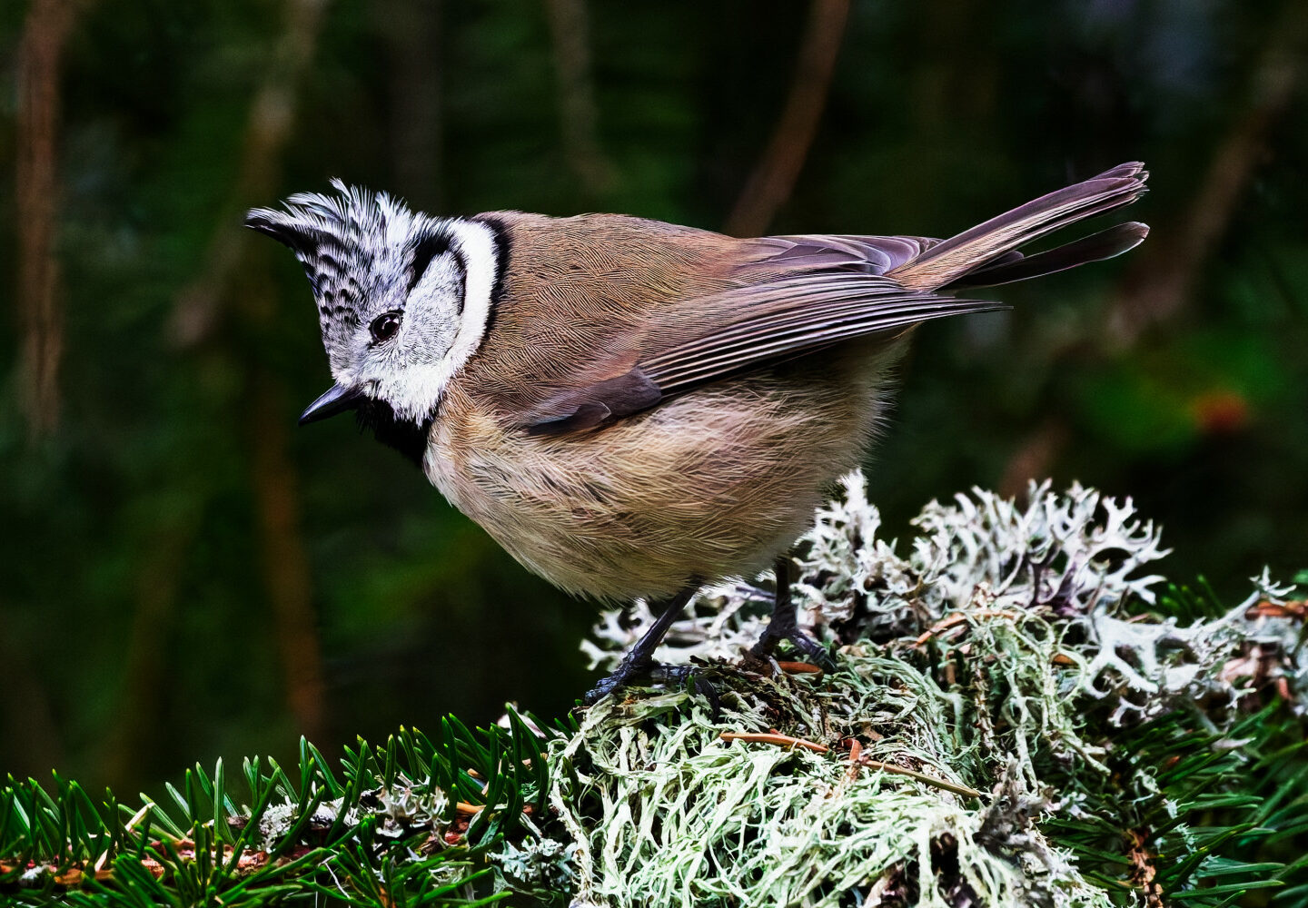Mésange Huppée